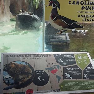 North American beaver and wood duck information panel