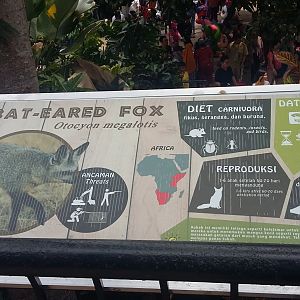 Bat-eared fox information panel