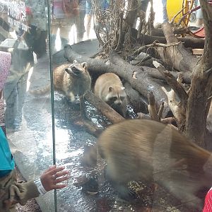 Raccoon (Procyon lotor)