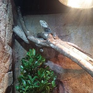 Frilled lizard (Chlamydosaurus kingii)