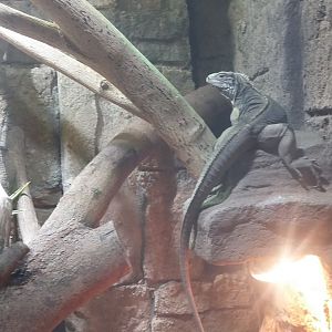 Cuban rock iguana (Cyclura nubila)