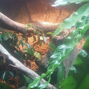 Cuban boa (Chilabothrus angulifer)