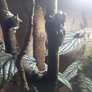 Amazon milk frog (Trachycephalus resinifictrix)