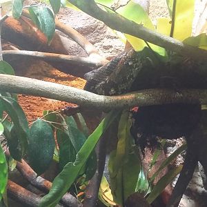 Madagascar tree boa (Sanzinia madagascariensis)