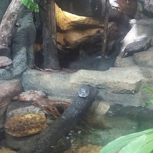 Sulawesi forest turtle (Leucocephalon yuwonoi)