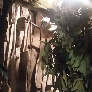 Javan slow loris (Nycticebus javanicus)