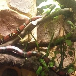 Sinaloan milk snake (Lampropeltis triangulum sinaloae)