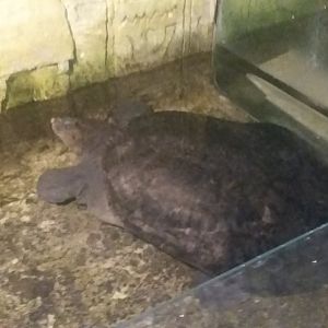 Malayan softshell turtle (Dogania subplana)