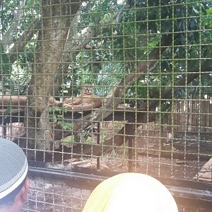 Cougar (Puma concolor)