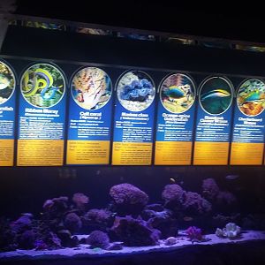 Aquarium species panel 1