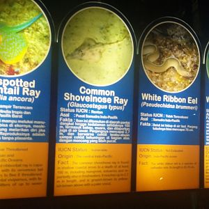 Aquarium species panel 3