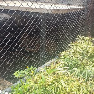 Eurasian lynx (Lynx lynx)