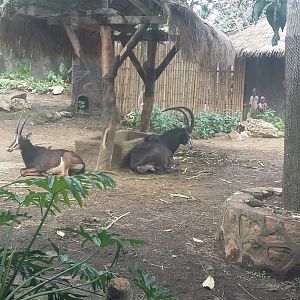 Sable antelope (Hippotragus niger)