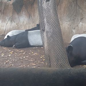 Malayan tapir (Tapirus indicus)
