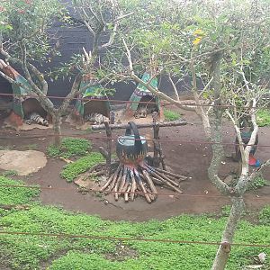 Striped hyena (Hyaena hyaena)