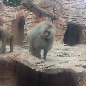 Hamadryas baboon (Papio hamadryas)