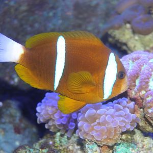 Barrier Reef Anemonefish (southern form) - Amphiprion akindynos