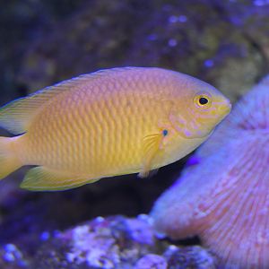 Ambon Damsel - Pomacentrus amboinensis