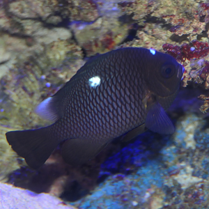 Threespot Dascyllus - Dascyllus trimaculatus