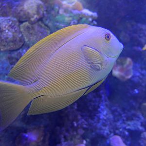 Lined Bristletooth (Ctenochaetus striatus)