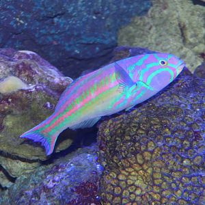 Red-ribbon Wrasse (Thalassoma quinquefasciatum)