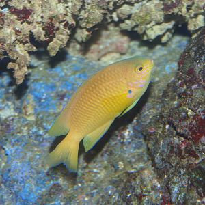 Ambon Damsel (Pomacentrus amboinensis)
