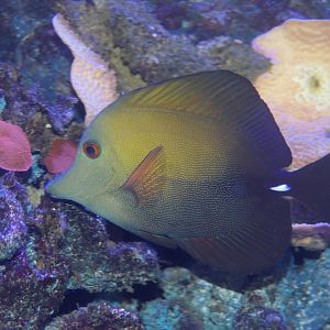 Scopas Tang (Zebrasoma scopas)