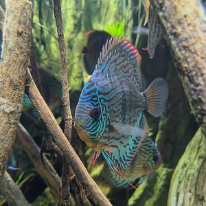 Blue Discus