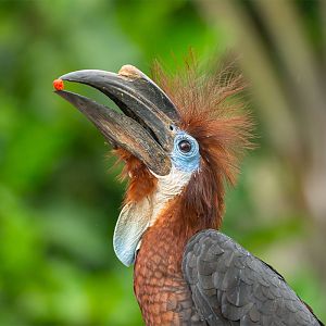 Black-casqued Hornbill (Ceratogymna Atrata)