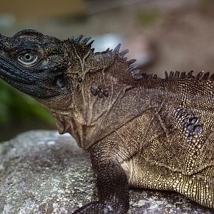 Weber's sailfin lizard  (Hydrosaurus weberi)