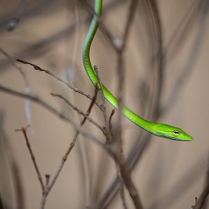 Oriental whip snake (Ahaetulla prasina)