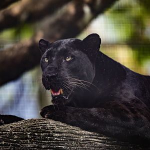 Black Leopard (Panthera pardus)