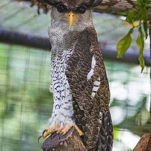 Barred Eagle Owl  (Bubo sumatranus)