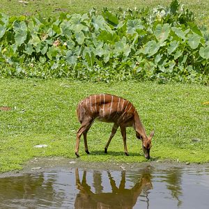 Female Nyala (Tragelaphus angasii)