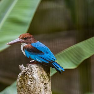 White-throated Kingfisher (Halcyon smyrnensis)