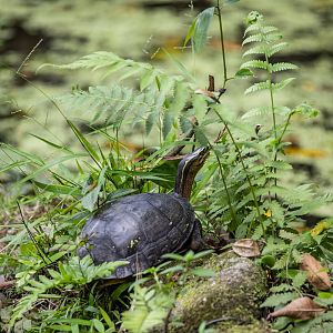Malayan box turtle (Cuora amboinensis)