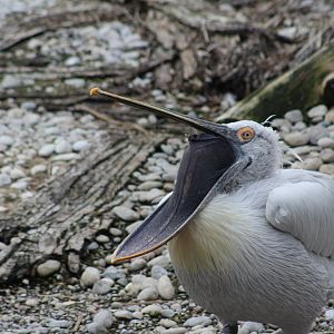 Dalmatian Pelican (Pelecanus crispus)