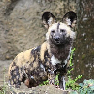 African Wild Dog (Lycaon pictus)