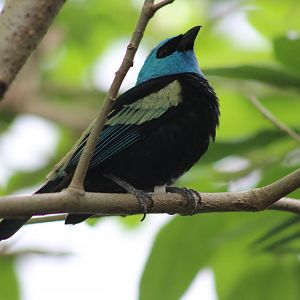Blue-necked Tanager (Stilpnia cyanicollis)