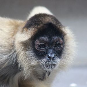 Black-handed Spider Monkey (Ateles geoffroyi)