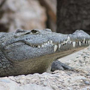 Nile Crocodile (Crocodylus niloticus)