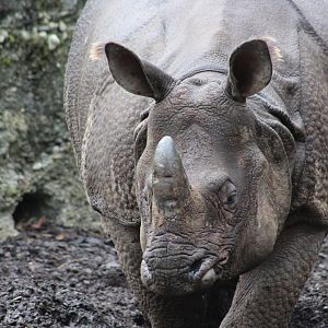 Indian Rhinoceros (Rhinoceros unicornis)