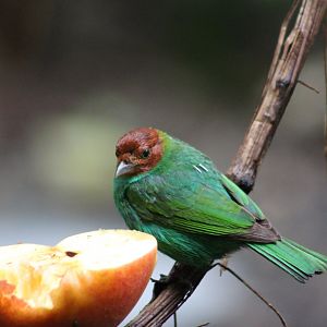 Bay-headed Tanager (Tangara gyrola)
