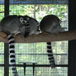 Lemurs in summer home