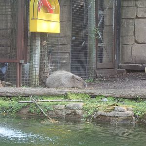 Capybara exhibit