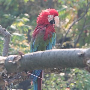 macaw - temple ruins