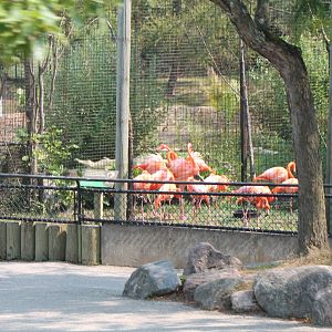 Flamingo exhibit from zoomobile
