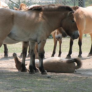 P.horses from zoomobile