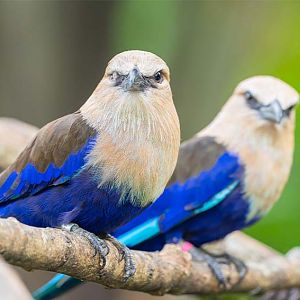 Blue-Bellied Roller (Coracias Cyanogaster)