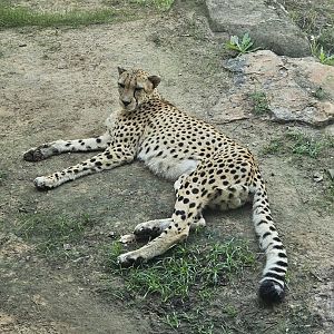 Cheetah out of it